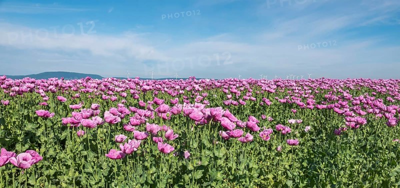 Opium poppy (Papaver somniferum), cultivation of edible poppy, poppy field, Donnersbergkreis, Palatinate, Rhineland-Palatinate
