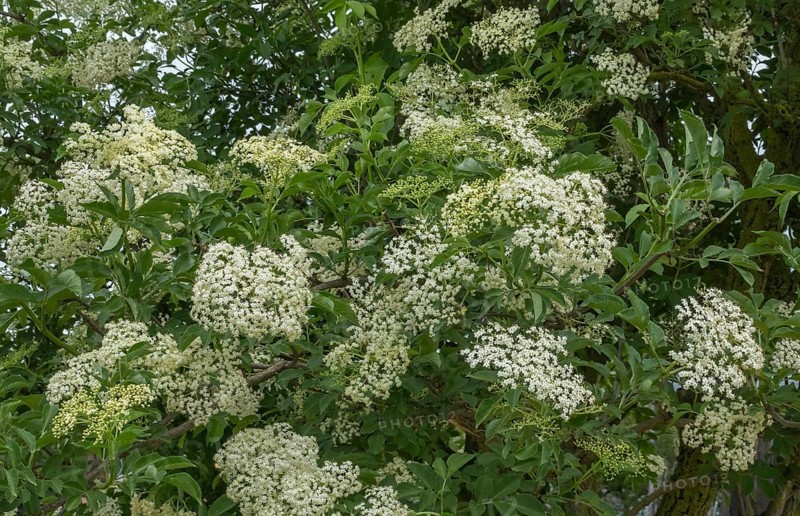 Elder (Sambucus nigra), flower, Rhineland-Palatinate, Germany, Europe