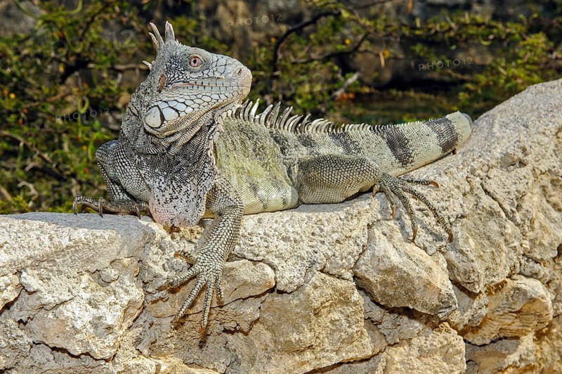 Green iguana (Iguana iguana), Caribbean, Windward Islands, Netherlands Antilles, ABC Islands ABC Islands, Curaçao Curacao
