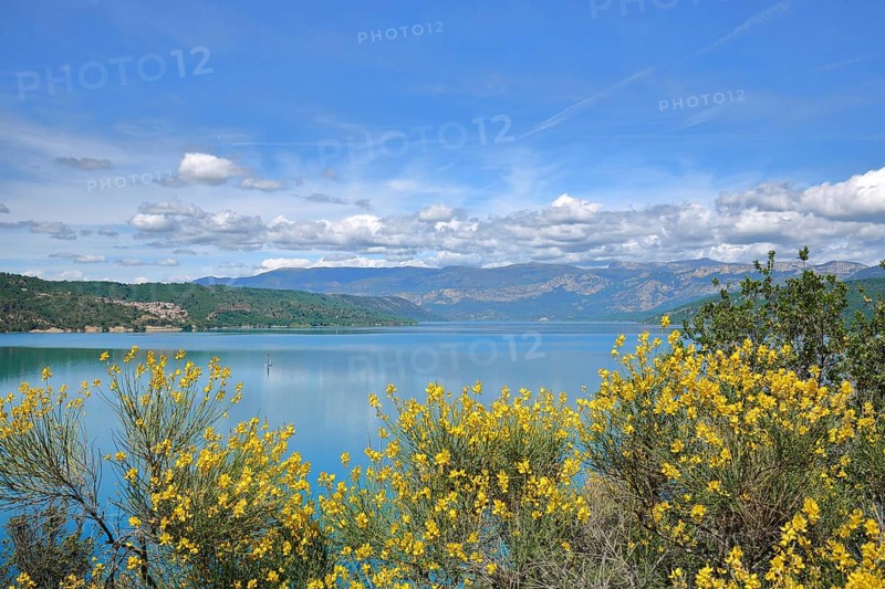 Verdon reservoir, Lac de Sainte-Croix with broom, lake landscape, blooming, yellow, Provençal Alps, Western Alps, Alps, Alpes-de-Haute-Provence, Provence, France, Europe