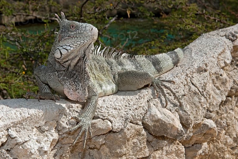 Green iguana (Iguana iguana), Caribbean, Windward Islands, Netherlands Antilles, ABC Islands ABC Islands, Curaçao Curacao