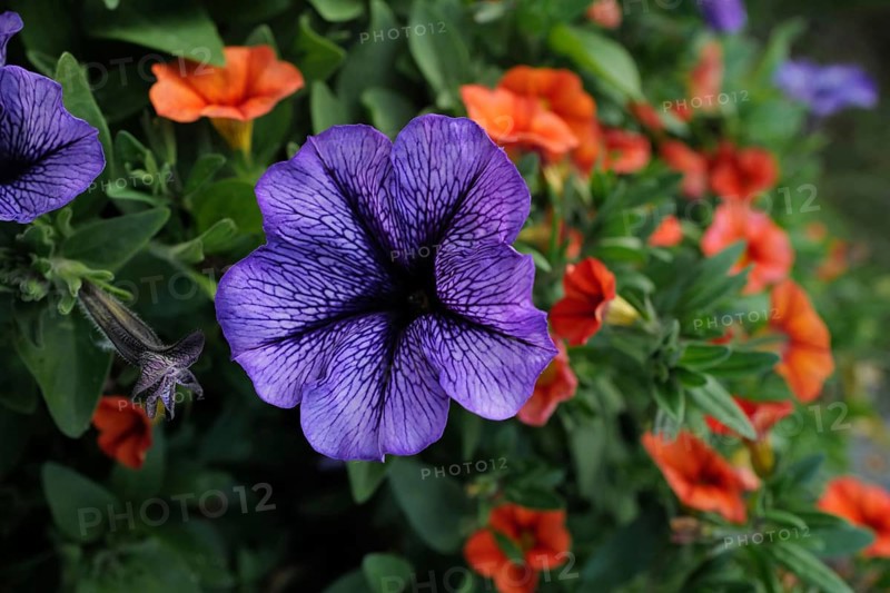 Gorgeous, funnel-shaped purple petunias against an orange and green background on a lovely evening in Franconia. Coburg, Germany, Europe