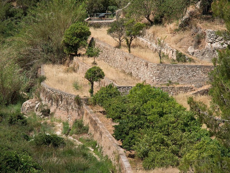 Several levels of agricultural terraces with trees and stone walls stretching up the slopes, ibiza, mediterranean sea, spain
