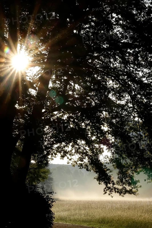 Summer morning atmosphere, morning fog, Germany, Europe
