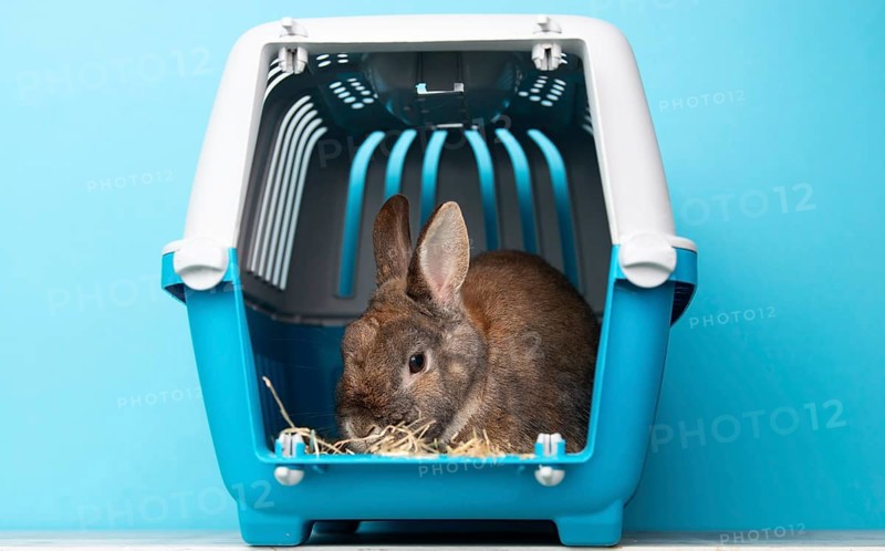 Rabbit in a transport box, pet locked in a cage, taking care of domestic animal, vacation or appointment at a vet doctor