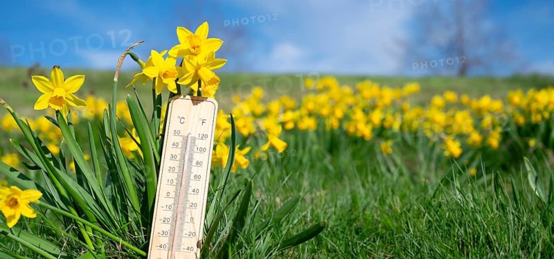 Thermometer with daffodils flowers, blue sky and sun, measure the temperature, weather forecast, sunny day in spring