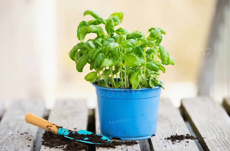 Basil herb with shovel, repot plant in spring, gardening and planting season, growing herbs in the garden