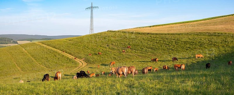 Cows grazing on pasture in Germany, species appropriate animal husbandry, farmland meadow