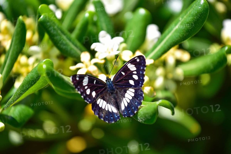 A brush-footed butterfly (Nymphalidae) of the species Southern white admiral (Limenitis reducta) sitting on the flower of a Japanese Pittosporum tobira (Pittosporum tobira), France, Europe
