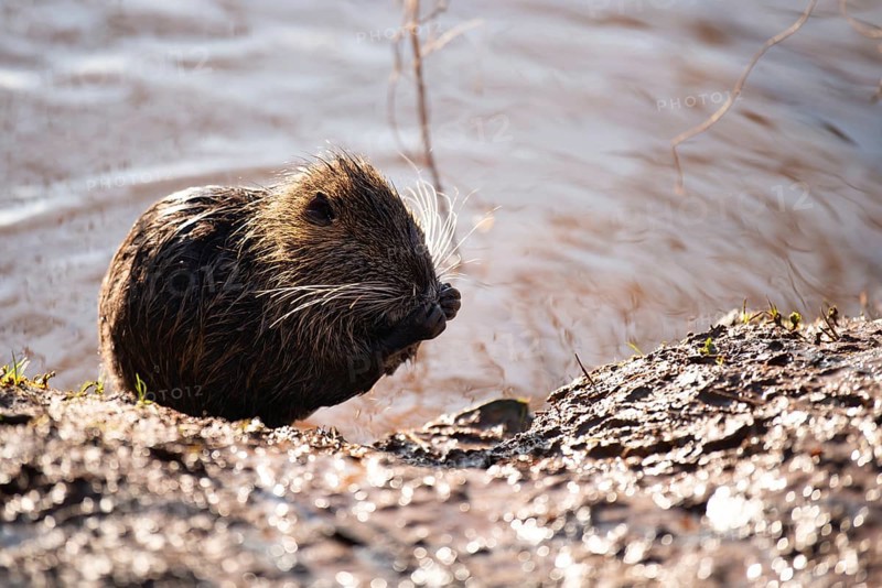 Nutria, coypu herbivorous, semiaquatic rodent member of the family Myocastoridae on the riverbed, baby animals, habintant wetlands, river rat