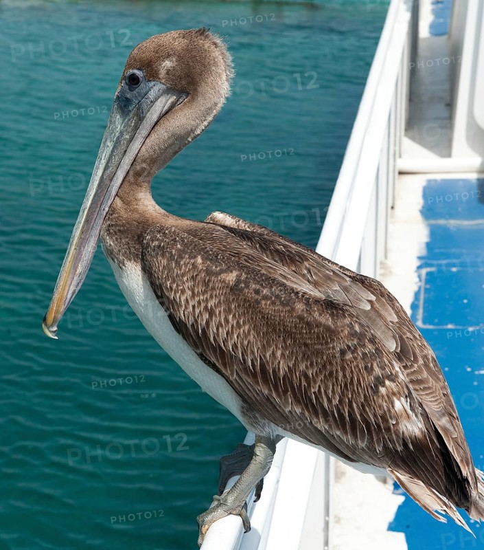 Brown Pelican (Pelecanus occidentalis) Brown Pelican sitting on boat edge in Caribbean Sea, Caribbean, Windward Islands, Netherlands Antilles, ABC Islands ABC Islands, Willemstad, Curaçao Curacao