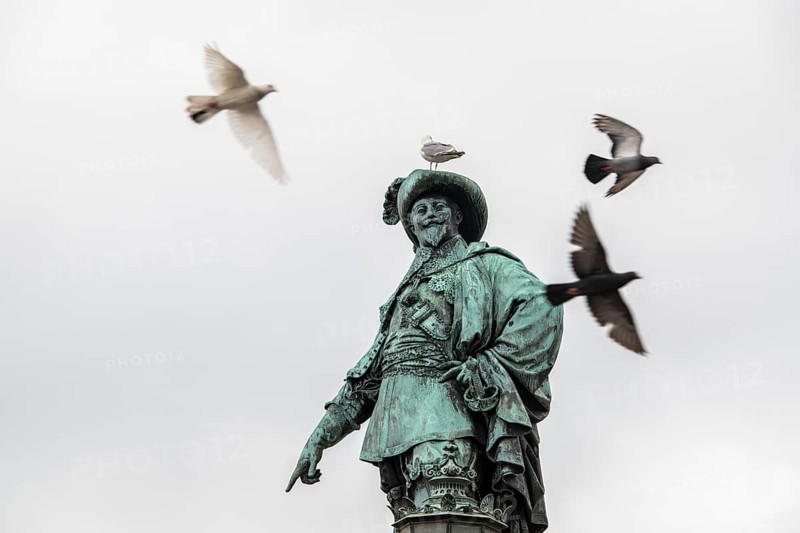 Seagull on statue or statue of Gustaf II Adolf by Bengt Erland Fogelberg, Gothenburg, Västra Gotalands län, Sweden, Europe