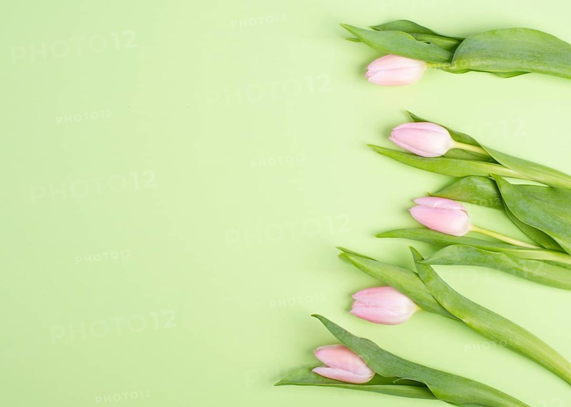 Tulips greeting card for mothers day, birthday, easter holiday, valentines day, spring season, pastel color