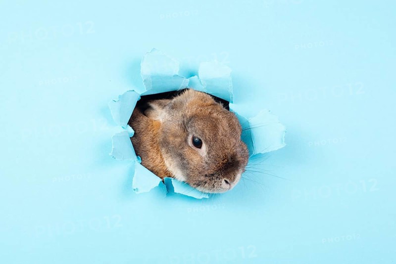 Curious easter bunny or rabbit peeking through a hole, holiday in spring, greeting card