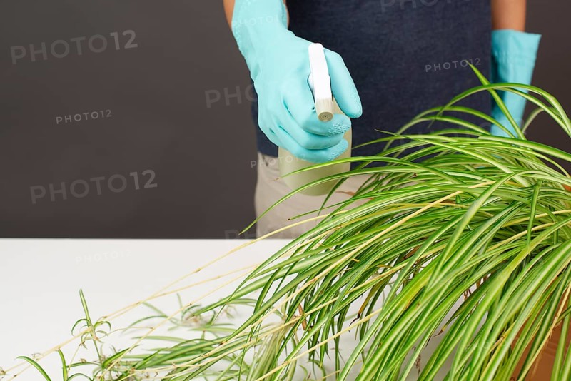 Spraying water on the leaves of a spider plant, florist caring for houseplant, gardening at home