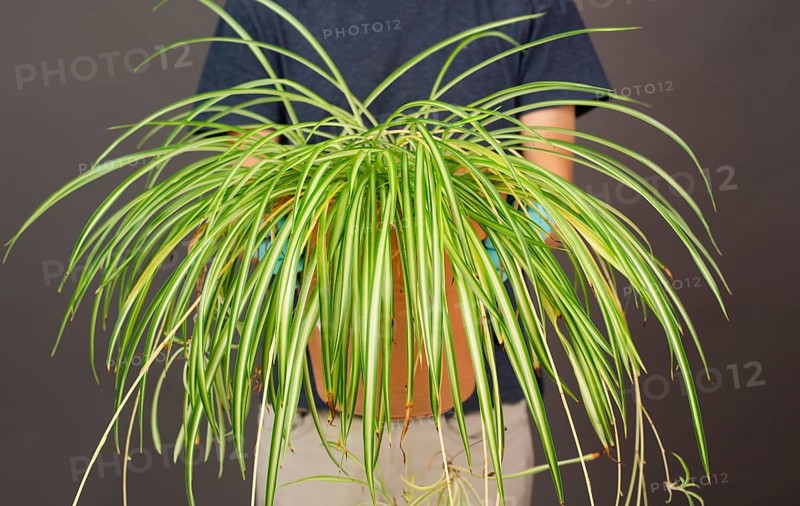 Holding a potted spider plant, florist caring for houseplant, gardening at home