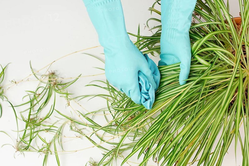 Cleaning the leaves of a spider plant with a rag, florist washing leaf of houseplant with water, gardening