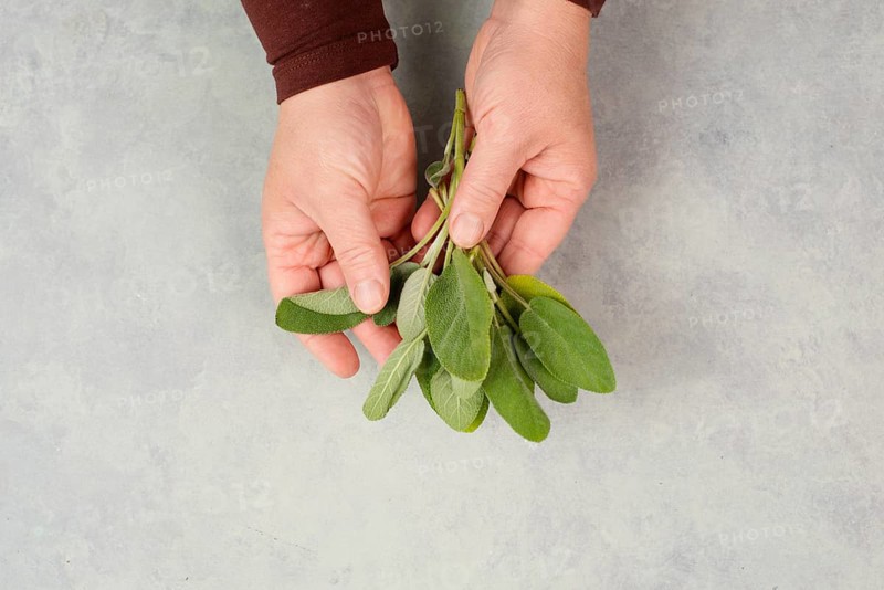 Holding fresh organic sage herb in the hand, prepare healthy tea or food with spice, harvest and agriculture