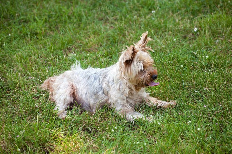 Cute yorkshire terrier dog on the grass