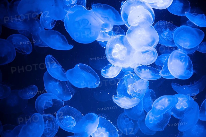 Common jellyfish or moon jelly, group of Aurelia aurita at the brackish water of the baltic sea, maritime wildlife, gelatinous medusa