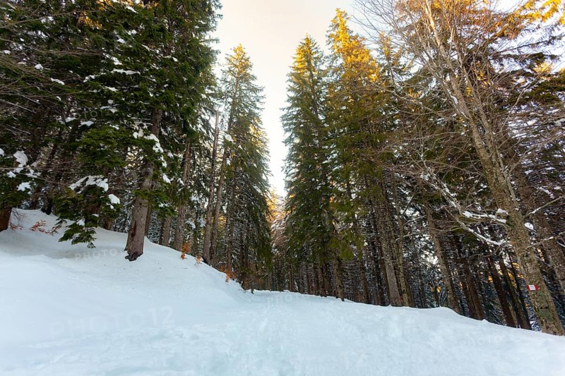 View from below the tops of pine trees against the sky. The branches of the trees are covered with white snow