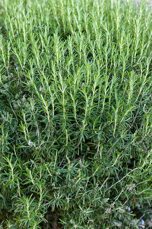 Fresh Rosemary Herb grow outdoor. Rosemary leaves Close-up. Fresh Organic flavoring plants growing