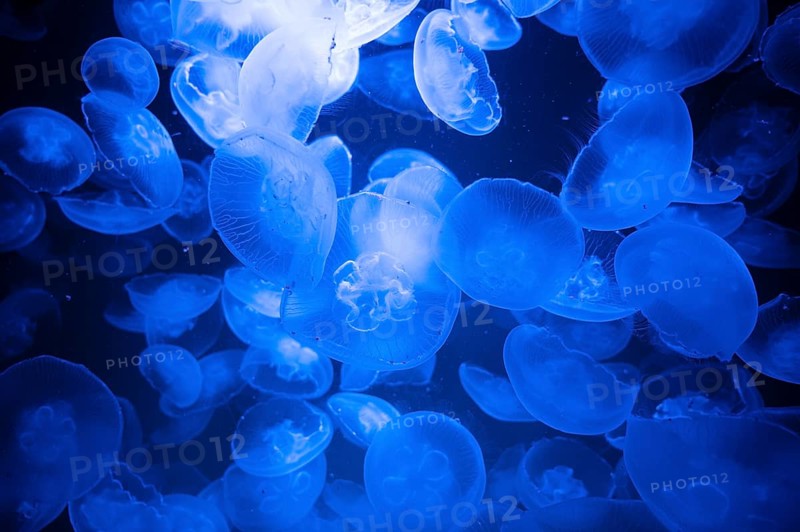 Common jellyfish or moon jelly, group of Aurelia aurita at the brackish water of the baltic sea, maritime wildlife, gelatinous medusa