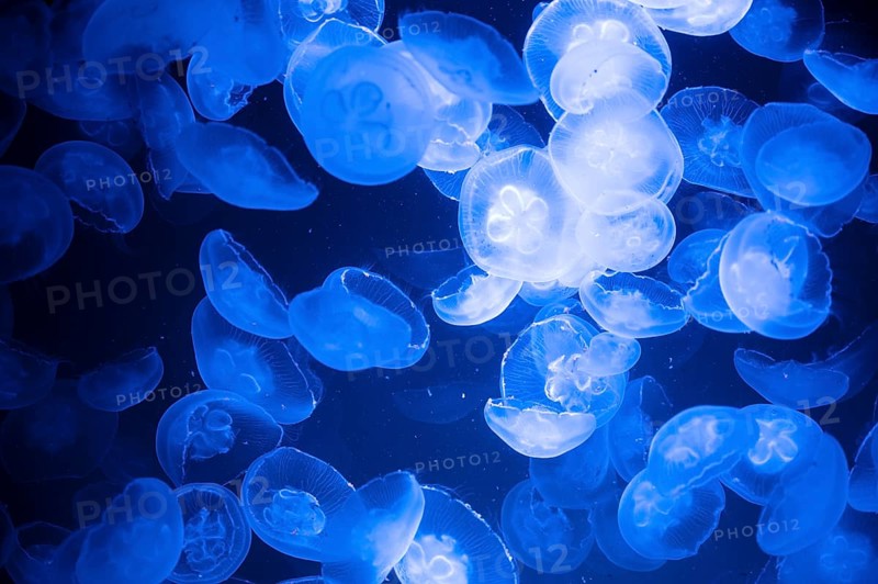 Common jellyfish or moon jelly, group of Aurelia aurita at the brackish water of the baltic sea, maritime wildlife, gelatinous medusa