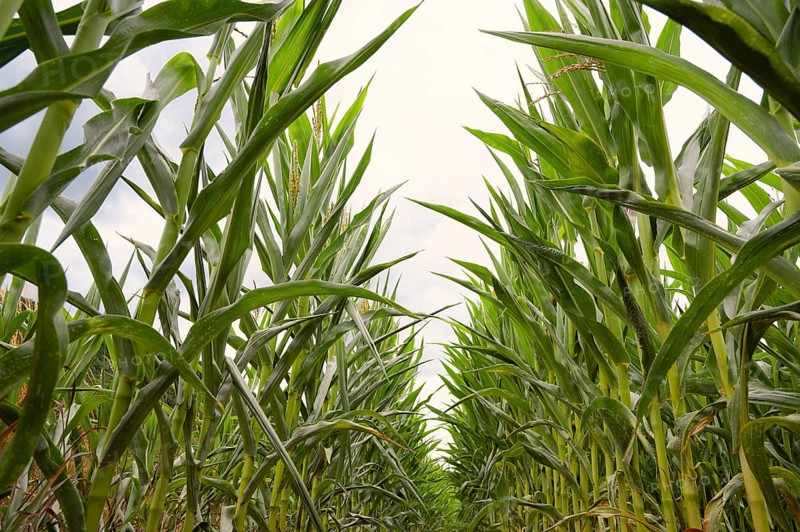 Corn field, cultivated corn cob start to grow, harvest in the summer, agriculture plants for food, farmland on the countryside