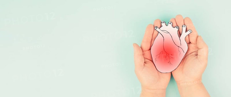 Heart attack, Myocarditis disease, inflammation of the muscle, thrombosis andcardiac stress, hands holding human organ