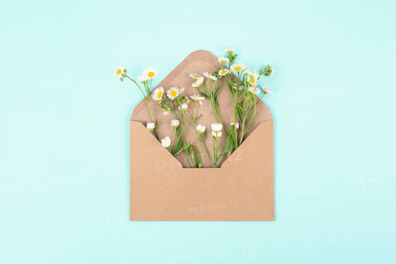 Envelope with daisy flowers, greeting card for mother and grandmother, birthday in summer, gift with wildflower