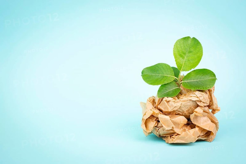 Sprout growing from a crumpled recycled paper, protection of the eco system, zero waste, sustainable renewable lifestyle, environment conversation