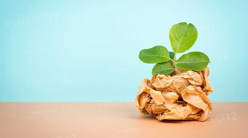Plant growing from a crumbled recycled paper, protection of the eco system, zero waste, sustainable renewable lifestyle, environment conversation