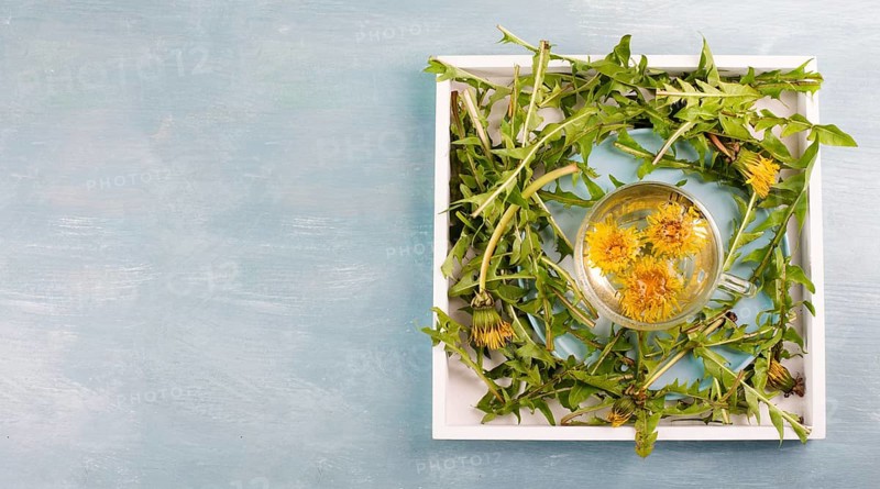 Dandelion wildflower tea, glass with herbal hot drink, alternative medicine for detox, leaves and flowers