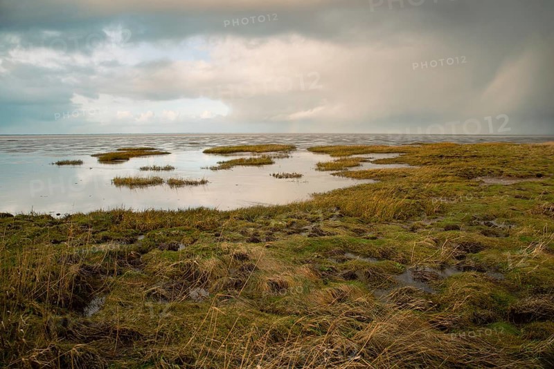 Wadden sea on the island Romo in Denmark, intertidal zone, wetland with plants, low tide at north sea