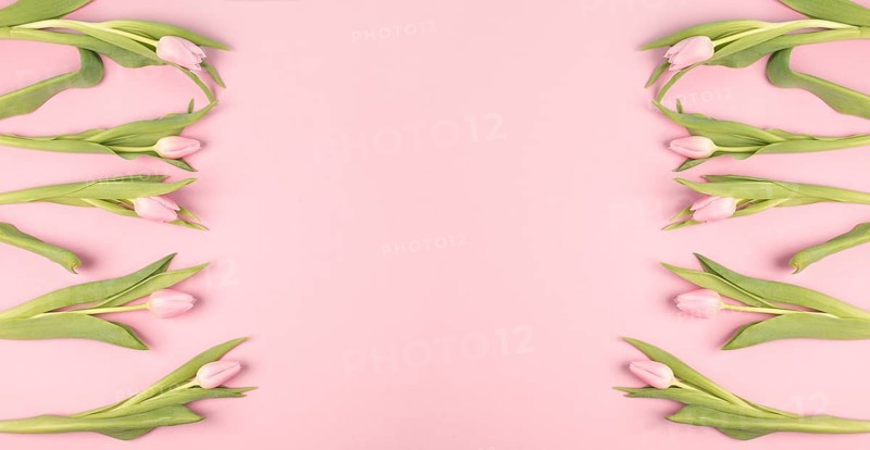 Tulips greeting card for birthday, easter holiday, valentines day, mothers day, spring season, pastel color