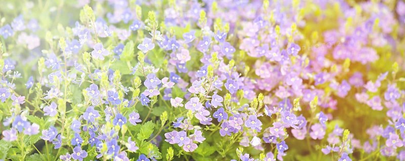 Lilac bush, Aubrieta deltoidea flowers in springtime, purple petals, blooming countryside