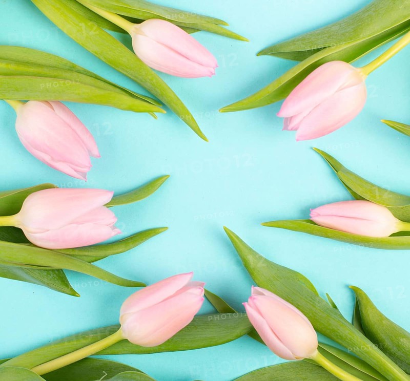 Tulips greeting card for birthday, easter holiday, valentines day, mothers day, spring season, pastel color