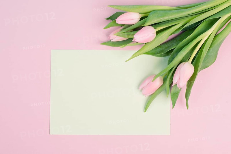 Tulips greeting card for birthday, easter holiday, valentines day, mothers day, spring season, pastel color