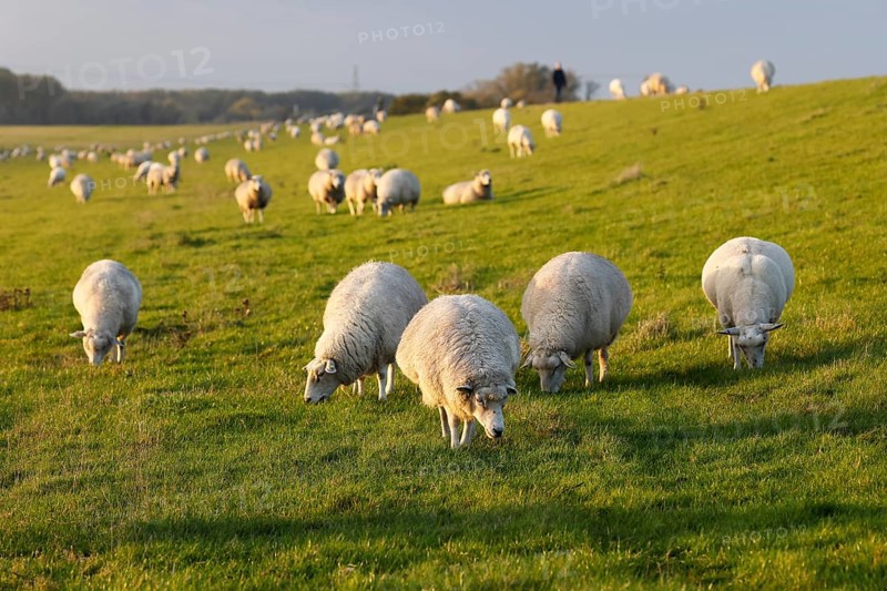 Domestic sheep (Ovis gmelini aries), flock of sheep grazing on a dyke in the evening light, Wedeler Elbmarsch, Wedel, Schleswig-Holstein, Germany, Europe