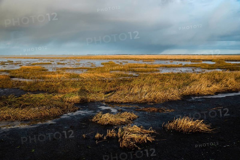 Wadden sea on the island Romo in Denmark, intertidal zone, wetland with plants, low tide at north sea