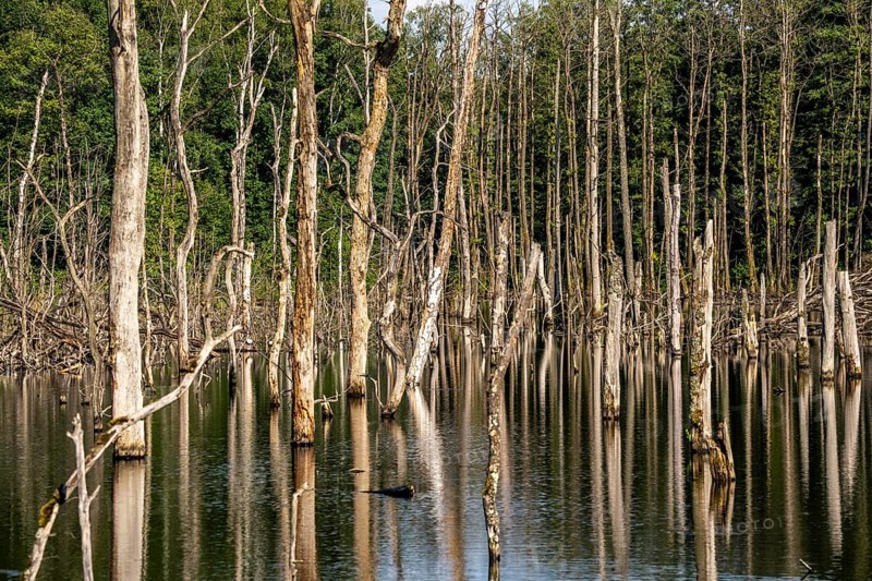 The Pfingstsee in the Kirchheller Heide, near the Heidhof, in the nature reserve Kirchheller Heide, created by subsidence caused by coal mining, Bottrop, dead trees, North Rhine-Westphalia, Germany, Europe