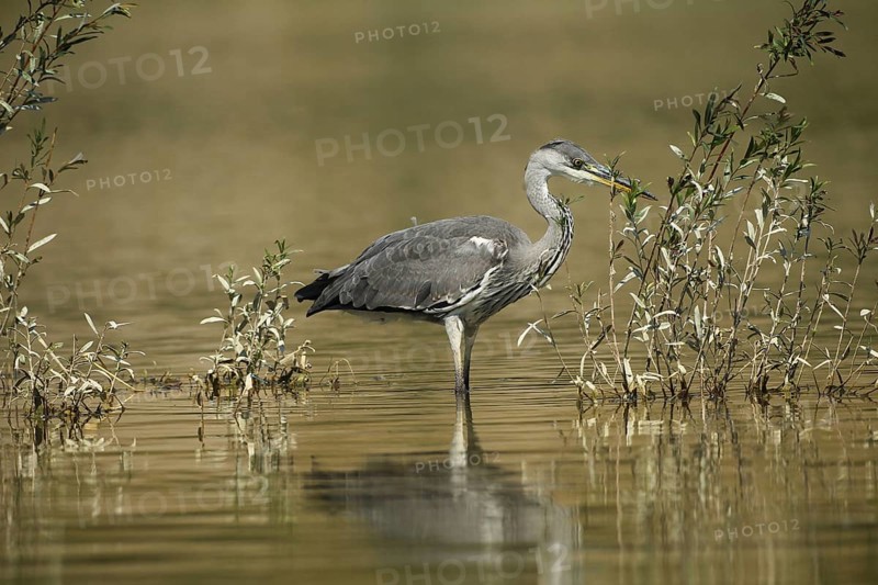 Grey heron (Ardea cinerea) in the water, the level of the flood of June 2024 is clearly visible on the willows, Allgäu, Bavaria, Germany, Allgäu, Bavaria, Germany, Europe