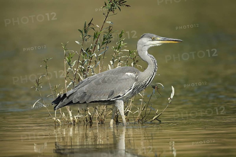 Grey heron (Ardea cinerea) in the water, the level of the flood of June 2024 is clearly visible on the willow, Allgäu, Bavaria, Germany, Allgäu, Bavaria, Germany, Europe