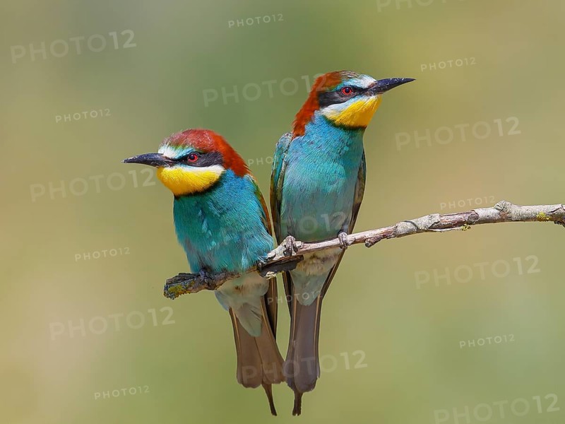 Bee-eater (Merops apiaster) pair sitting on a branch, wildlife, mating, migratory bird, raptor, animals, birds Lake Neusiedl National Park, Seewinkel, Burgenland, Austria, Europe