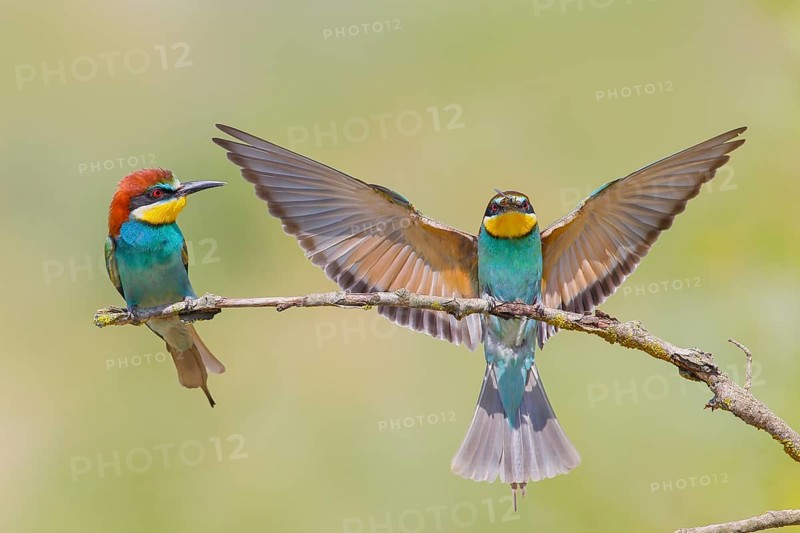 Bee-eater (Merops apiaster), pair, a bird approaching, wildlife, mating, migratory bird, raptor, animals, birds, Lake Neusiedl National Park, Seewinkel, Burgenland, Austria, Europe