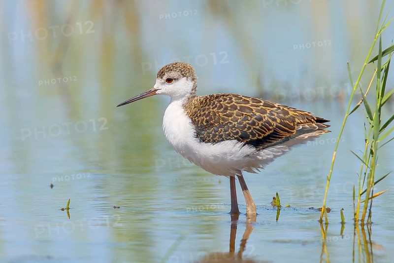 Black-winged Stilt (Himantopus himantopus) young bird standing in shallow water, Wildlife, Lake Neusiedl-Seewinkel National Park, Burgenland, Austria, Europe