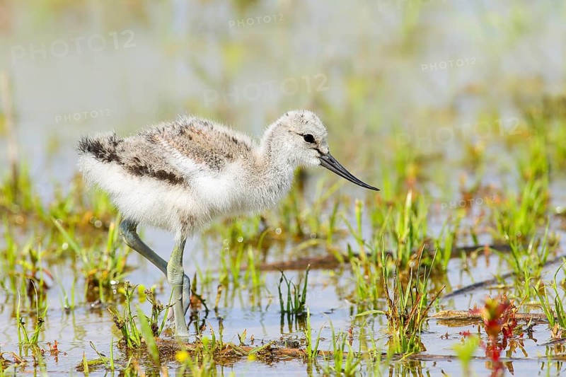 Black-capped avocet (Recurvirostra avosetta) young bird foraging on the shore of Lake Ziggsee, Wildlife, Animals, Waterfowl, Lake Neusiedl National Park, Burgenland, Austria, Europe