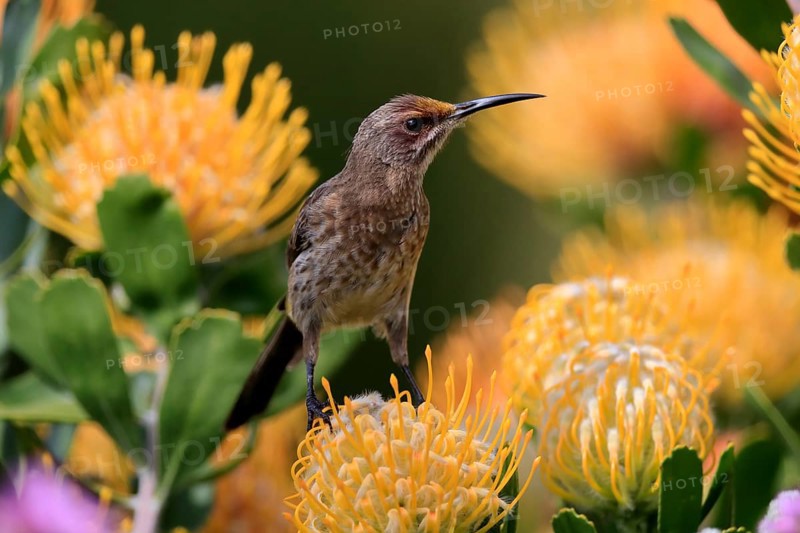 Cape Honeybird (Promerops cafer), adult, female, on flower, Protea, vigilant, Kirstenbosch Botanic Gardens, Cape Town, South Africa, Africa