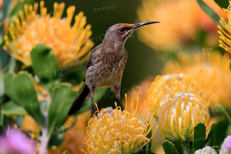 Cape Honeybird (Promerops cafer), adult, female, on flower, Protea, vigilant, Kirstenbosch Botanic Gardens, Cape Town, South Africa, Africa